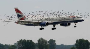 flockofbirds Expecting the unexpected - Can you communicate without phraseology?   - AviationEnglish.com